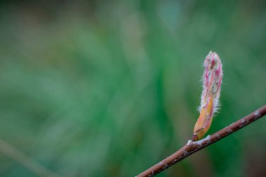 İlkbahar doğası parkta. İlk yeşil yapraklar, ağaç dalı. 
