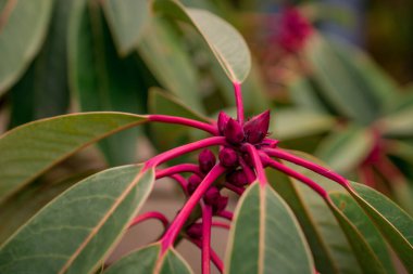 İlkbahar doğası parkta. İlk yeşil yapraklar, ağaç dalı. 