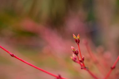 İlkbahar doğası parkta. İlk yeşil yapraklar, ağaç dalı. 