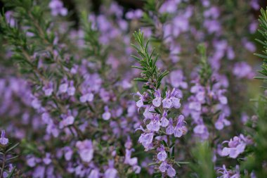 Çiçek açan biberiye dallarının manzarası
