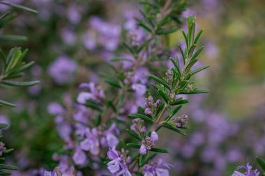 Çiçek açan biberiye dallarının manzarası