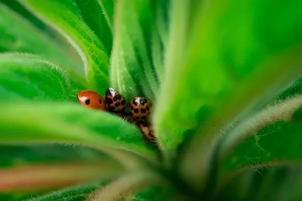 A lady bird / lady bug macro image on a leaf