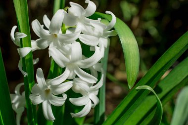Gelişen primula vulgaris çiçekleri. Güzel Doğa Bahar Flosu