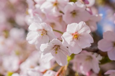 Daldaki güzel, pembe bir kiraz çiçeğinin ayrıntıları.