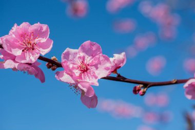 Daldaki güzel, pembe bir kiraz çiçeğinin ayrıntıları.