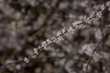 Daldaki güzel beyaz kiraz çiçeğinin ayrıntıları.