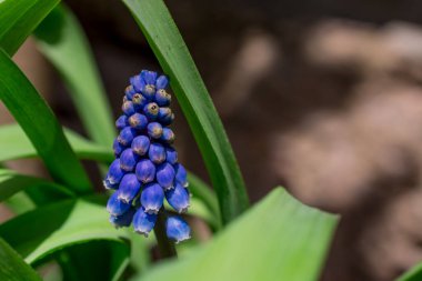 Muscari ihmal, Üzüm mavisi sümbül çiçeği