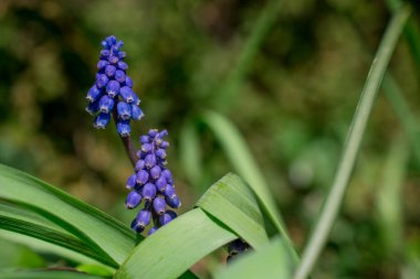 Muscari ihmal, Üzüm mavisi sümbül çiçeği