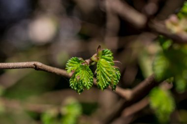 İlkbahar doğası parkta. İlk yeşil yapraklar, ağaç dalı. 