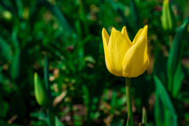 Baharda açan sarı laleler
