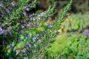 Çiçek açan biberiye dallarının manzarası