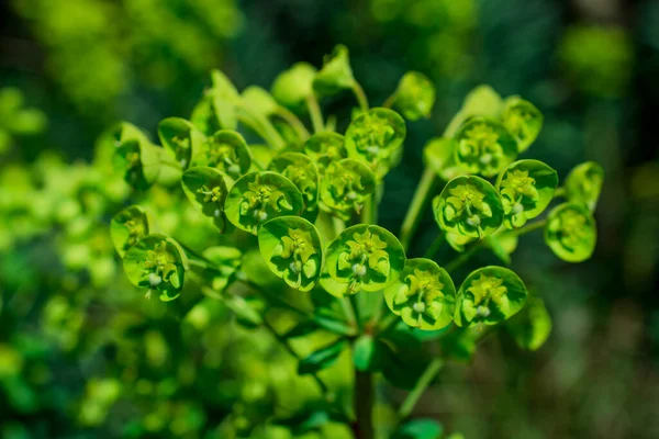 Wood Spurge 'un seçici odak görüntüsü (Euphorbia amygdaloides