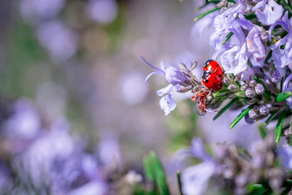 Two lady bird beetles mating on rosemary flowering branches