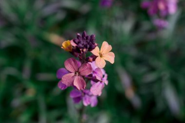 Wallflower - Bahar bahçesinde Erysimum çiçeği