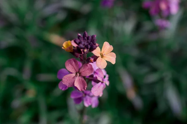 Wallflower Erysthe Virág Tavaszi Kertben — Stock Fotó