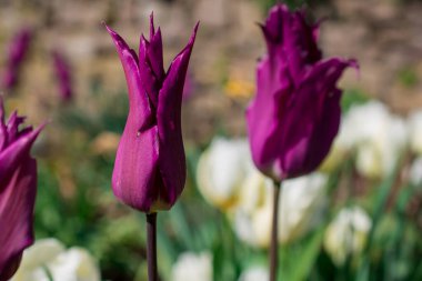 Bahar bahçesinde açan laleler