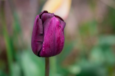 Bahar bahçesinde açan laleler