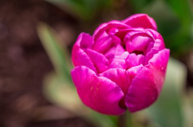 Bahar bahçesinde açan laleler