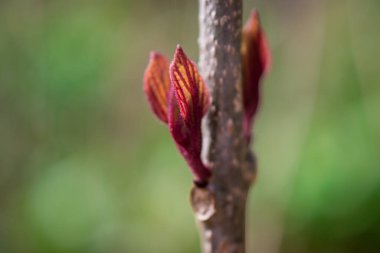 İlkbahar doğası parkta