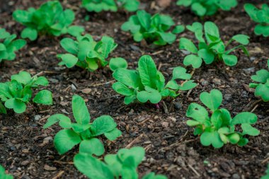 Bahçede sebzeler yetişiyor.