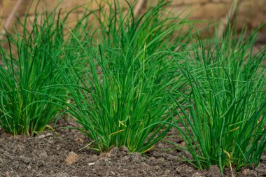 Bahçede sebzeler yetişiyor.