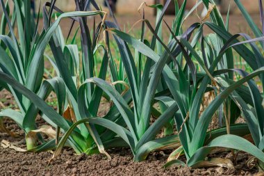 Bahçede sebzeler yetişiyor.