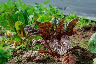 Bahçede sebzeler yetişiyor.