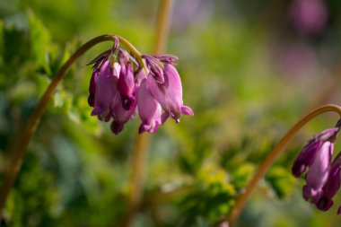 Mor çiçek tomurcukları simphtum officinale yakın çekim
