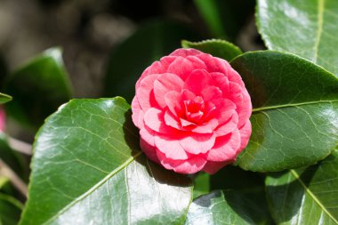 Güzel pembe bahar çiçeğini kapat