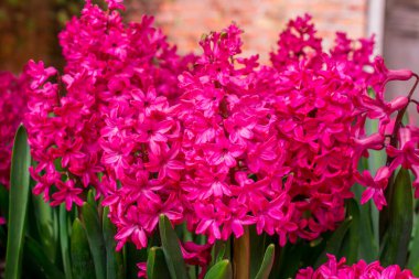 Güzel pembe bahar çiçeğini kapat