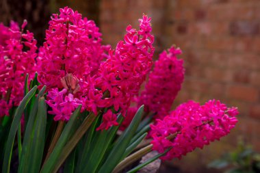 Güzel pembe bahar çiçeğini kapat