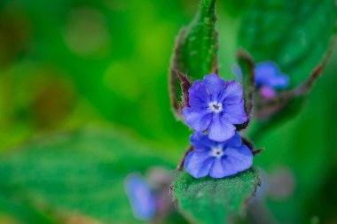 Bahçedeki ilk bahar kardelen çiçekleri