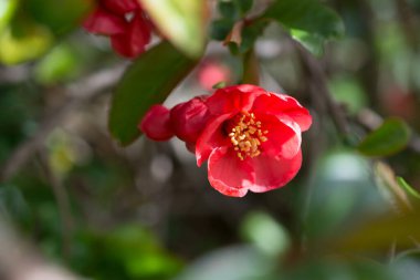 Güzel pembe bahar çiçeğini kapat