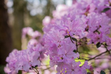 Bahçelerdeki güzel ilkbahar rhododendronları