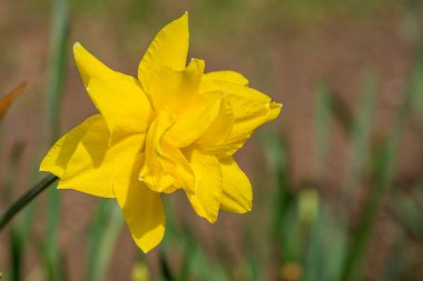 Güzel bahar çiçekleri Baharda nergisler