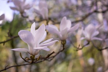 Güzel manolya ağaçları güzel büyük çiçeklerle çiçek açıyor.