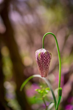 Güzel fritillaria meleagris, bahçede satranç çiçekleri
