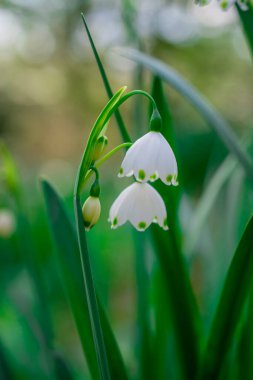 Bahçedeki ilk bahar kardelen çiçekleri