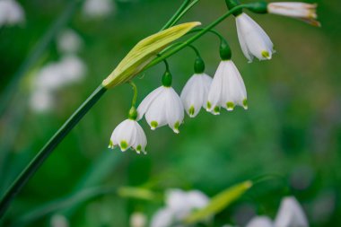Bahçedeki ilk bahar kardelen çiçekleri