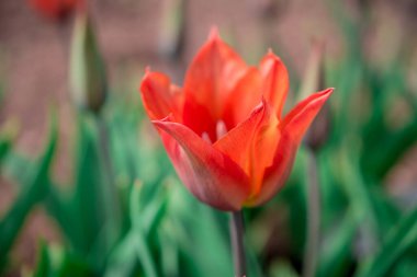 Baharda açan pembe laleler