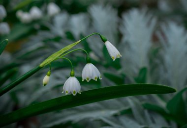 Bahçedeki ilk bahar kardelen çiçekleri