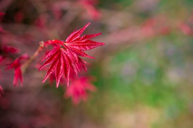 İlkbahar doğası parkta