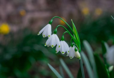 Bahçedeki ilk bahar kardelen çiçekleri