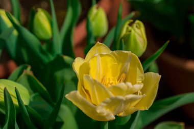 Baharda açan pembe laleler