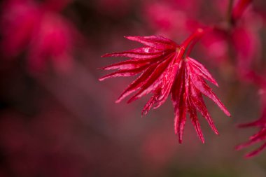 İlkbahar doğası parkta