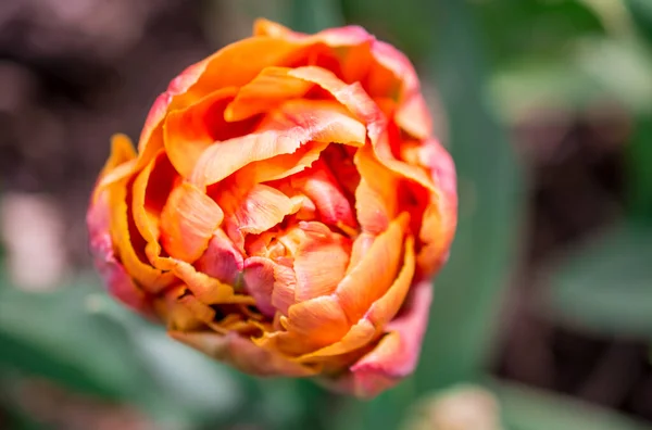 Die Blühenden Tulpen Frühlingsgarten — Stockfoto