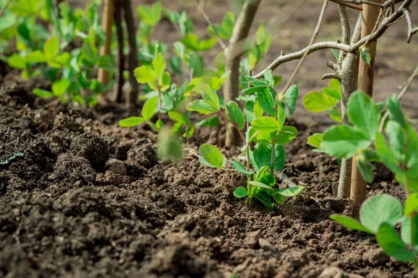 Légumes Printemps Poussant Dans Jardin — Photo