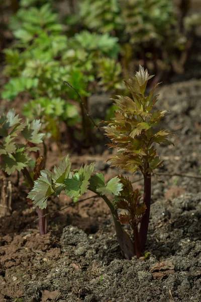 Frühlingsgemüse Wächst Garten — Stockfoto