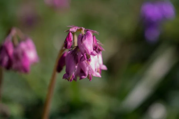 Μοβ Μπουμπούκια Λουλουδιών Symphytum Officinale Από Κοντά — Φωτογραφία Αρχείου