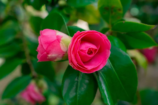 Zavřít Krásné Růžové Jarní Květiny — Stock fotografie